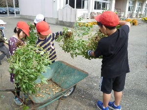 １０／２５　1年生　サツマイモと落花生の収穫