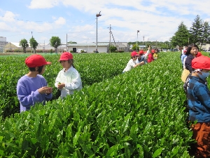 ４年生　さしま茶摘み体験学習