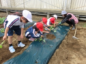 １年生　サツマイモ苗植え