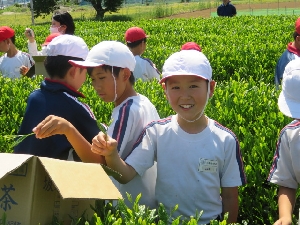 ５月８日　４年生さしま茶ふれあい学習