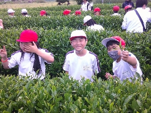 【第４学年】さしま茶に　ふれあい気付く　郷土愛