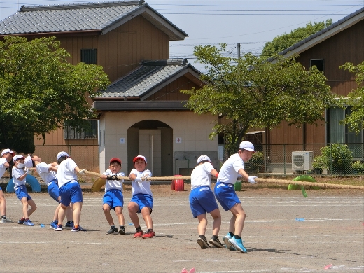 ６年綱引き