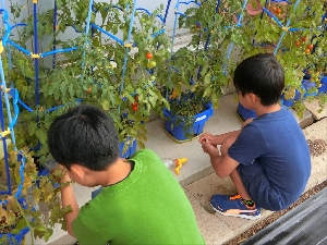 ７月３日（月）２年生 ミニトマトのお世話