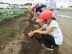 ９月６日（水）コスモスの種まき