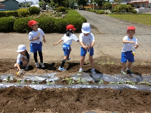 ５月１５日（水）１年さつまいも苗植え