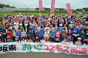 おいごコスモス街道