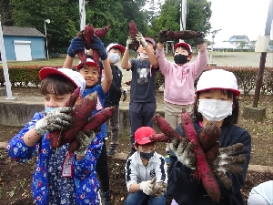 １、２年生サツマイモ掘り