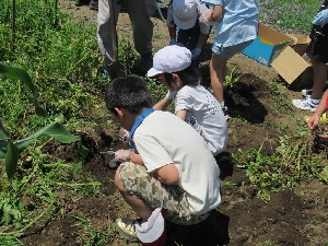 ６月１８日（水）いもほり体験