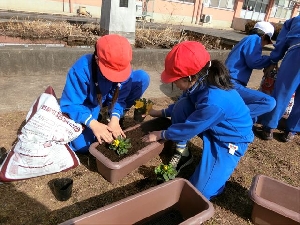 ２月６日（金）　４年生がパンジーの苗植えを行いました