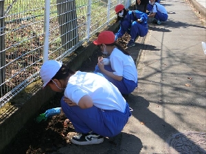 花いっぱいの学校へ　コスモス種植え（６年生）