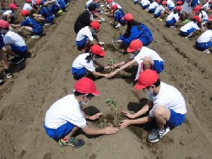 サツマイモの苗植え