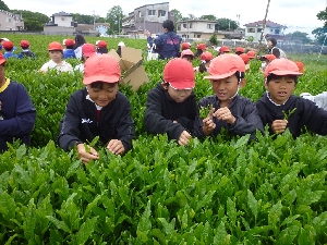 ５/９(木)さしま茶ふれあい学習