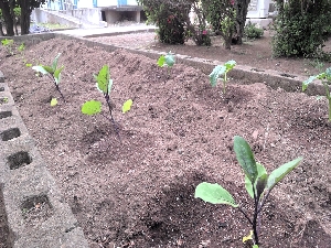 ２学年　野菜の苗植え・種まき