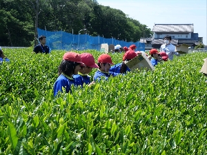 さしま茶！校外学習に行ってきました！