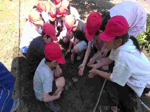 ２学年　生活科で植えた野菜の様子