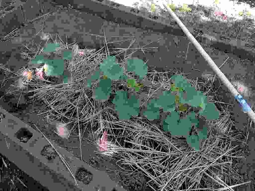 畑へ植え替えたカボチャ
