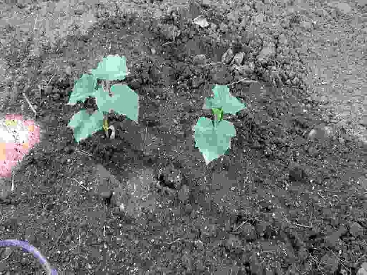 畑へ植え替えたキュウリ