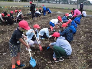 実りの秋（縦割り班さつまいもの収穫）