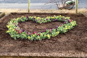 花壇に冬の花を植えました！