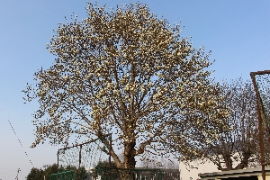 春の訪れ　～早咲きの桜・ハクモクレンが咲きました！～