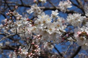 校庭の桜が開花しました！