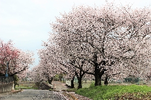 校庭の桜が満開です！