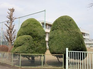 樹木選定を行いました