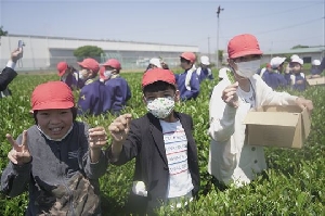 さしま茶ふれあい学習