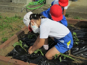 サツマイモの苗植え（１～３年生）