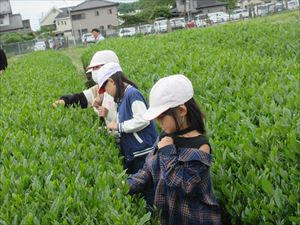 さしま茶ふれあい学習