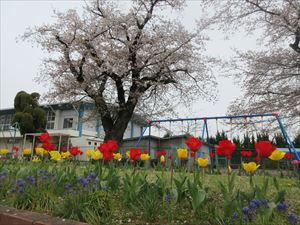 4/11　校庭の花がきれいです！