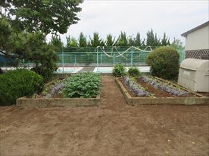 １・２年生のさつまいも苗植え
