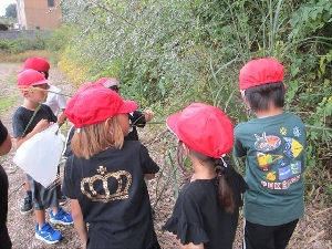 【１・２年生】秋をみつけたよ！