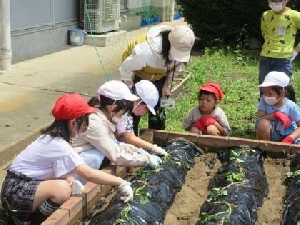 さつまいもの苗を植えました