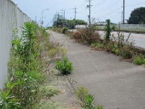 通学路の除草作業をしていただきました！