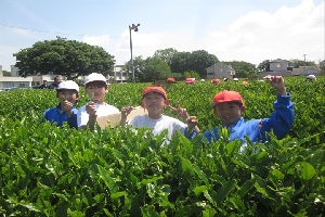 【３・４年生】さしま茶ふれあい学習🍃