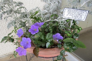 花壇の植え替えを行いました🌸