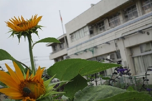 7月になりました