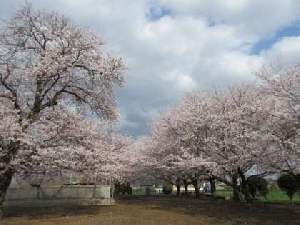 桜