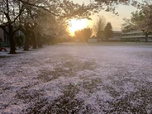 弓馬田小の桜