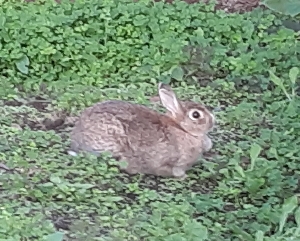 恥ずかしがりやのうさぎさん