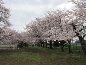 校庭の桜