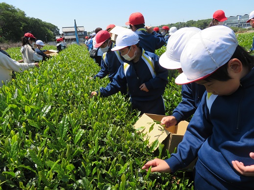 新茶の葉はやわらかい