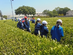 4年生　「さしま茶ふれあい学習」