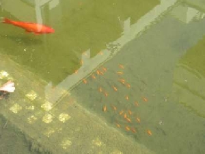 池の金魚の赤ちゃん