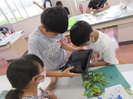 ６年生・理科　植物の成長と水の関わり