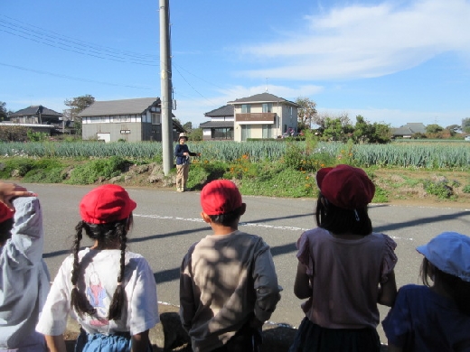 道路の反対側にはコスモスが咲いていました。