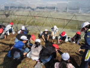 3・4年生のサツマイモ掘り