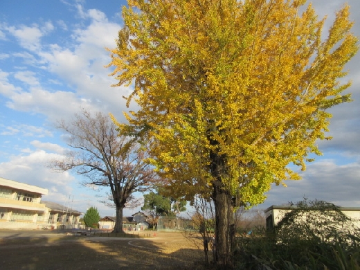 銀杏やけやきの木も少しずつ冬支度です