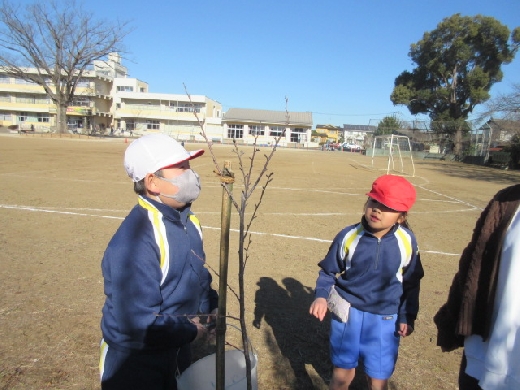 桜の枝にはつぼみがありました